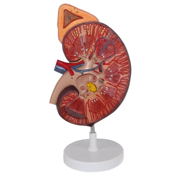 Cilvēka nieres anatomijas modelis nieres ar virsnieru dziedzera modeli, uroloģija nefroloģijas ārsta un pacienta komunikācijas modelis