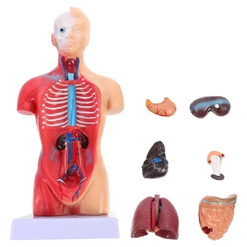 Manekena Mācību Anatomija Rumpja Modelis Anatomijas Mācību Līdzekli, Pvc Anatomijas Bērns