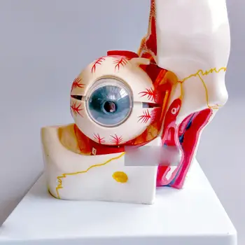 PVC Cilvēka acs Ābola un Ligzdu Modelis Anatomijas Medicīnas 3X Dzīvē Lielums Mācību Komplekts